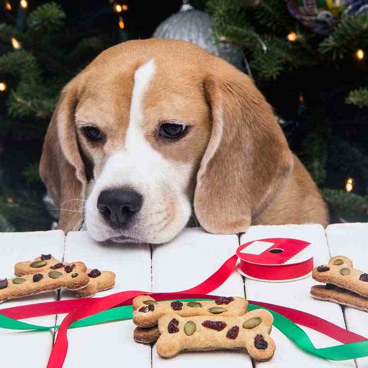 Christmas Cookie Dog Treats