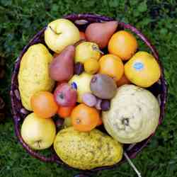 Two Traditions, Twelve Round Fruits