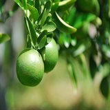 The Green Orange