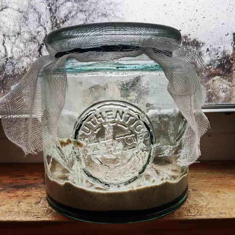 Sourdough Starter