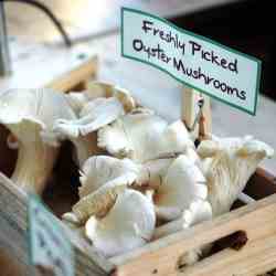 Fresh Mushrooms