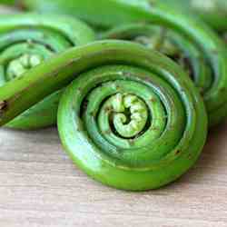 Springtime Fiddleheads