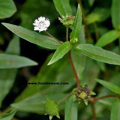 Ayurvedic Herb Bhringraj Uses and Benefits