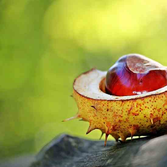 Health Benefits Of Chestnuts