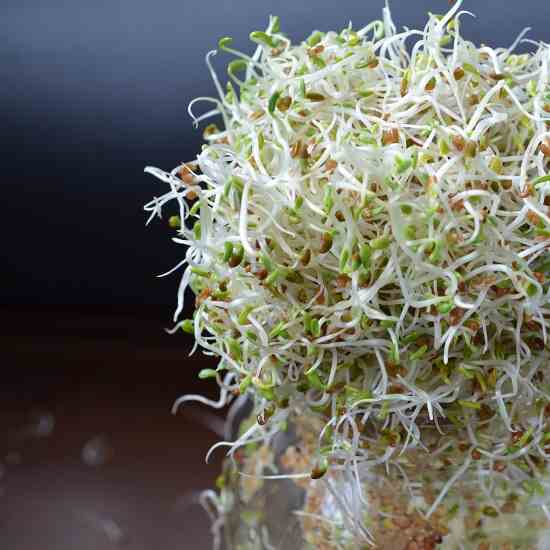 3 Easy Steps for Growing Sprouts