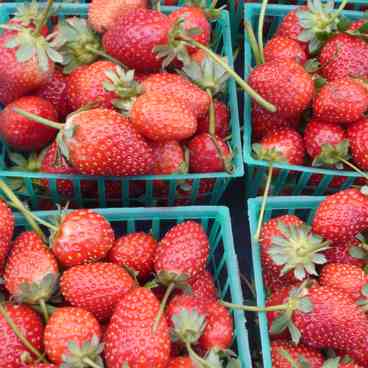 Fresh strawberries