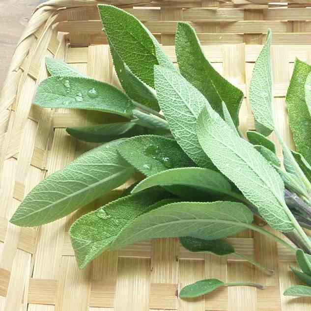 An Abundance of Sage!