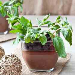 Edible potted plants