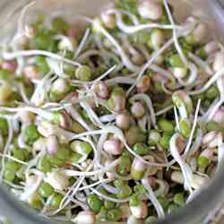 Mung Bean Sprouts