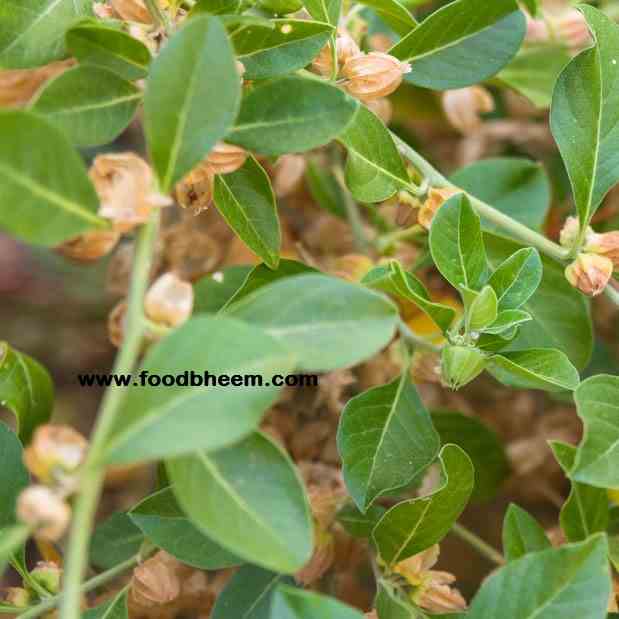 Ayurvedic Herb Ashwagandha Uses - benefits