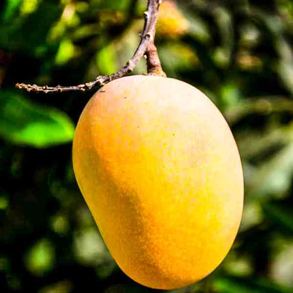 Ripe Mango Nutrition Facts