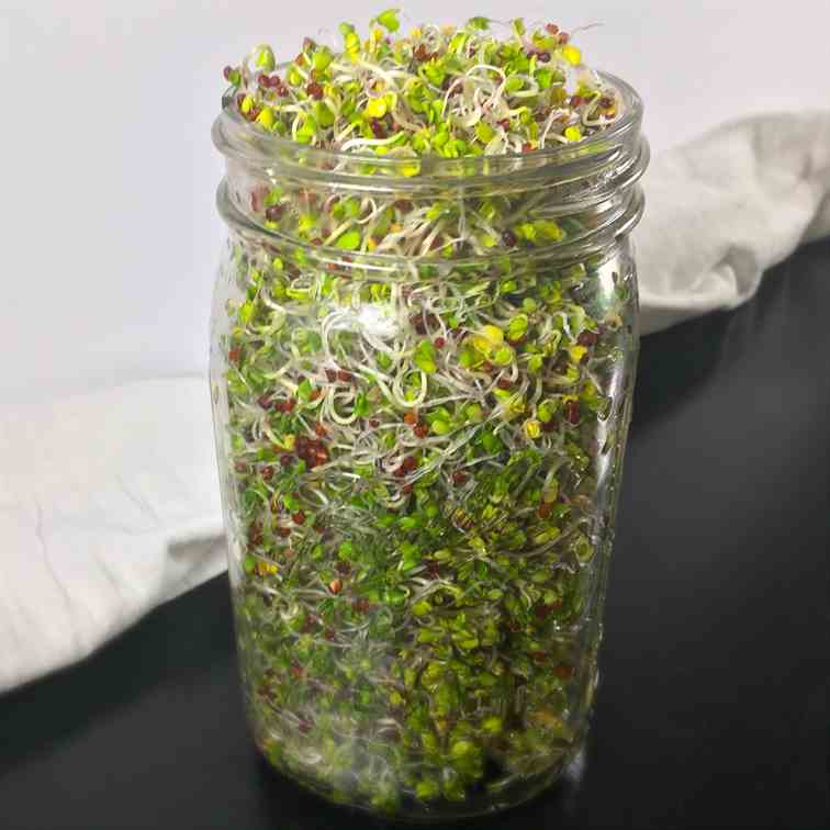 How to Make Broccoli Sprouts