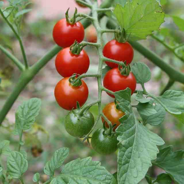 Tomatoes 101