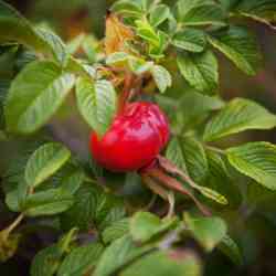 Rose Hips