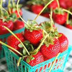 Freshly Picked Organic Strawberries