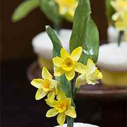 Daffodil Cupcakes, for a Sweet Wedding 