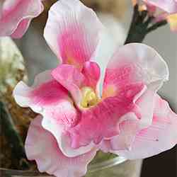 Orchids for Sydney