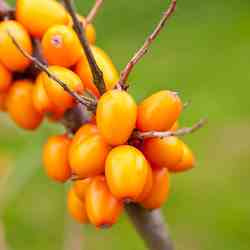 Buckthorn berries